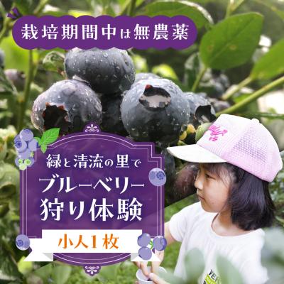 ふるさと納税 下呂市 [食べ放題]ブルーベリー狩り体験チケット(小人 1枚)4歳〜6年生まで 摘み取り[106-2]