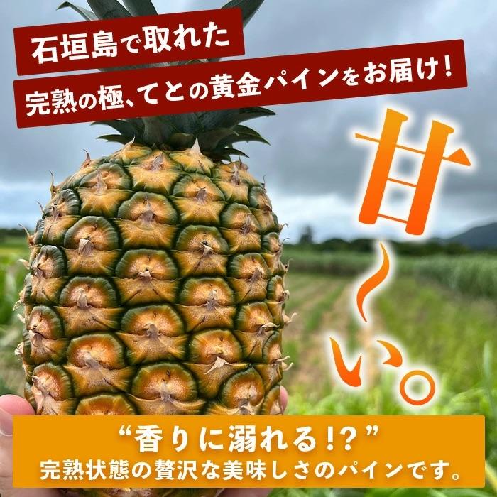 ふるさと納税 石垣市 【先行予約】完熟黄金 てとの黄金パイン 大玉 約2kg |  | 01