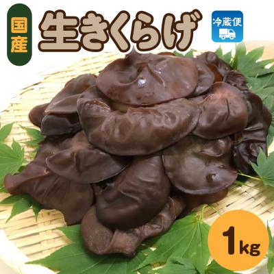 ふるさと納税 五所川原市 生きくらげ 1kg (500g×2袋) きくらげ 国産 生 キクラゲ きのこ 五所川原市 クール便