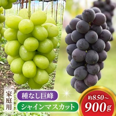 ふるさと納税 東御市 2026年先行受付[おがわら農園]家庭用欲張りセット!シャインマスカット・種無し巨峰,各1〜2房