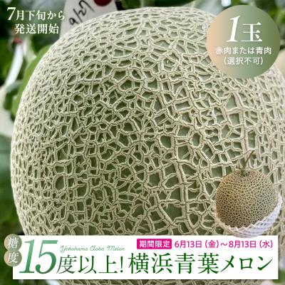 ふるさと納税 横浜市 糖度15度以上!横浜青葉メロン1玉(赤肉または青肉)(7月下旬から発送開始)