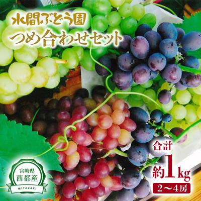ふるさと納税 西都市 [先行受付]完熟ぶどうおまかせセット 1kg シャインマスカット入り2種宮崎県西都産[2466]