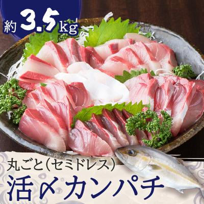 ふるさと納税 鹿児島市 鹿児島県産カンパチ 約3.5kg 一本丸ごと(セミドレス)活〆 K294-003_01