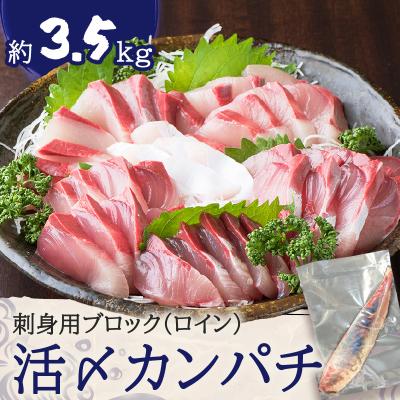 ふるさと納税 鹿児島市 鹿児島県産カンパチ 約3.5kg 刺身用ブロック(ロイン) 活〆※真空包装 K294-003_03
