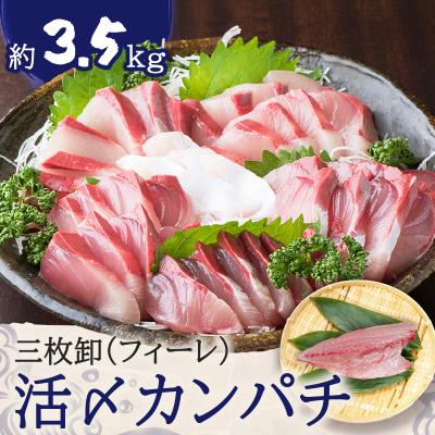 ふるさと納税 鹿児島市 鹿児島県産カンパチ 約3.5kg 三枚卸(フィーレ) 活〆※真空包装 K294-003_02