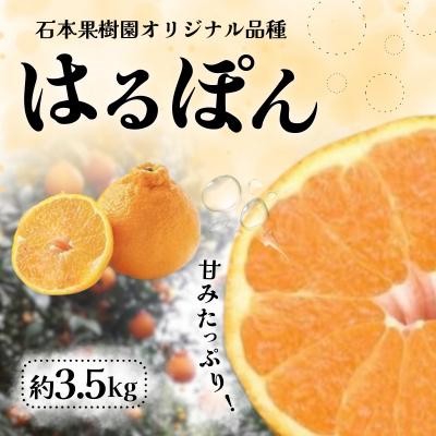 ふるさと納税 紀宝町 石本果樹園の完熟はるぽん 約3.5kg[3月上旬〜4月上旬発送][min023]