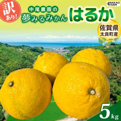 ふるさと納税 太良町 [訳あり]中尾農園の夢みるみかん はるか 5kg N258x1
