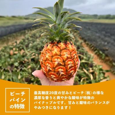 ふるさと納税 石垣市 《2027年4月上旬以降順次発送》桃香纏う幻果 ピーチパイン 3玉 (約2.7kg) |  | 01