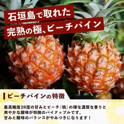 ふるさと納税 石垣市 パイナップル好きにおすすめ!満足のパイナップル2品種定期便《2027年4月〜7月順次》 |  | 01