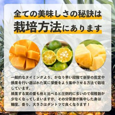 ふるさと納税 石垣市 島のおいしいを贅沢に!パイナップル2種とマンゴー1種のよくばり定期便《2027年5月〜7月順次発》 |  | 02