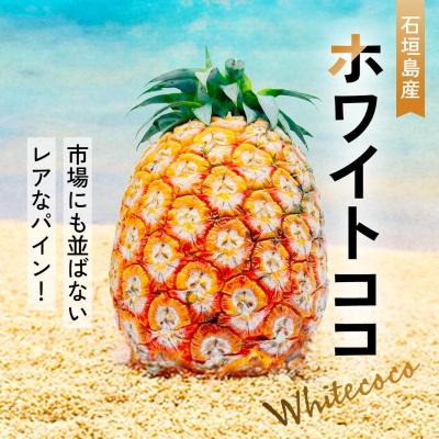 ふるさと納税 石垣市 <先行予約> ホワイトココ パイン 2〜3玉 計2〜3kg <2026年6月中旬以降発送>