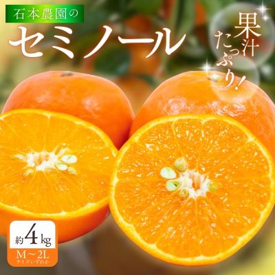 ふるさと納税 紀宝町 石本農園のセミノールM~2Lいずれか約4kg[2026年3月下旬から順次発送][mis021]