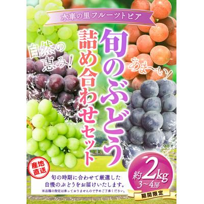 ふるさと納税 矢掛町 産地直送 旬のぶどう詰め合わせセット 約2kg[9月上旬-9月末頃出荷]