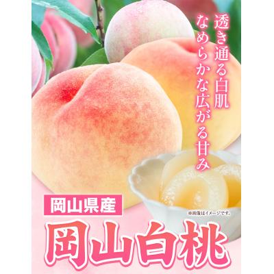 ふるさと納税 矢掛町 岡山県産岡山白桃6玉(240g以上)[配送不可地域あり] [7月上旬-8月下旬頃出荷]