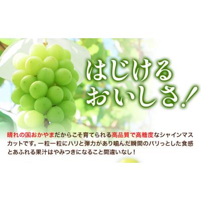 ふるさと納税 矢掛町 マスカットオブアレキサンドリア1房(750g以上)[配送不可地域あり][7月上旬-8月下旬頃出荷]