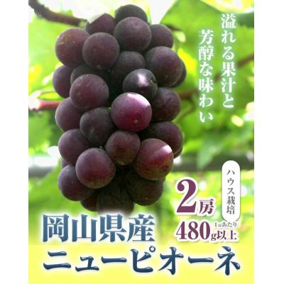ふるさと納税 矢掛町 ニューピオーネ2房480g以上ハウス栽培[7月上旬-8月下旬出荷][配送不可地域あり]