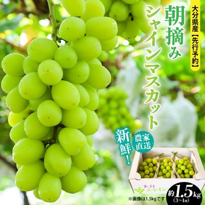ふるさと納税 国東市 [先行受付]農家直送!新鮮!朝づみシャインマスカット約1.5kg令和8年産_2537R-2