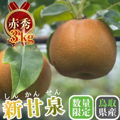 ふるさと納税 八頭町 【2027年発送分先行受付】新甘泉(赤秀) 3kg【やまさきファーム】 | 