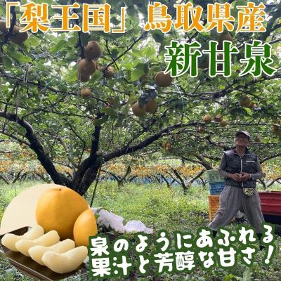 ふるさと納税 八頭町 【2027年発送分先行受付】新甘泉(赤秀) 3kg【やまさきファーム】 |  | 01