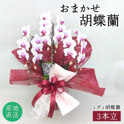 ふるさと納税 糸島市 おまかせ 胡蝶蘭 (ミディ 胡蝶蘭 3本立) 糸島市/はざま園芸 [AND005] 花 生花 お祝い