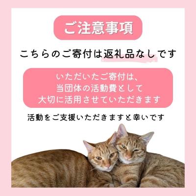 ふるさと納税 小郡市 保護猫活動を応援!返礼品無し 10,000円 (お礼状送付) 保護猫[No5354-2165] |  | 01