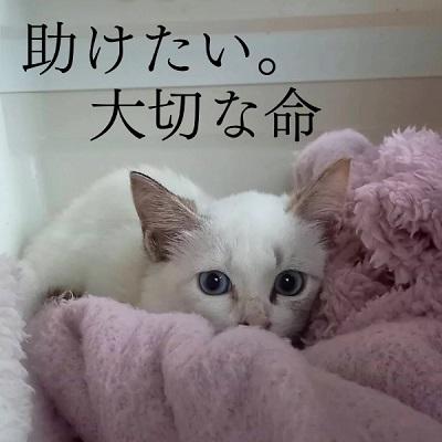 ふるさと納税 小郡市 保護猫活動を応援!返礼品無し 10,000円 (お礼状送付) 保護猫[No5354-2165] |  | 02