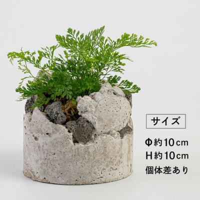 ふるさと納税 糸島市 TERAYAMA ZOEN オリジナルコンクリートポット