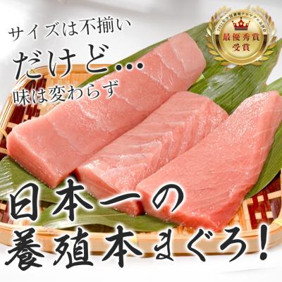 ふるさと納税 大月町 【訳アリ】養殖本マグロ 中トロ 300g 黒潮本まぐろ 刺身用 小分け柵 最優秀賞受賞 高知県大月町 |  | 03