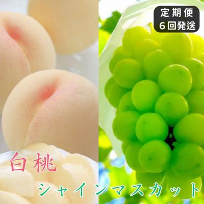 ふるさと納税 和気町 白桃 シャインマスカット 晴王 定期便 土-22