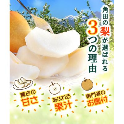 ふるさと納税 角田市 【2026年発送/先行予約】梨「新高」約5kg(5〜7玉入)【松崎果樹園】宮城県　角田市産 |  | 01