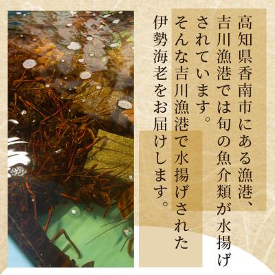 ふるさと納税 香南市 活き伊勢海老 1kg(1〜5匹) 冷蔵 - 刺身 エビ えび 魚介 おがくず入り eb-0056 |  | 01