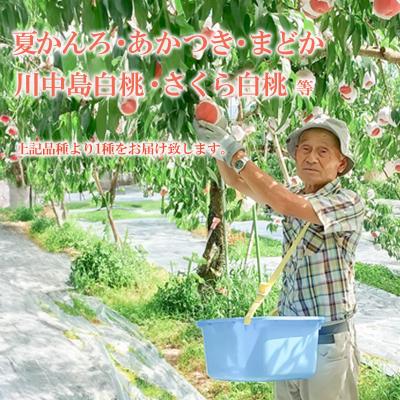 ふるさと納税 福島市  福島の桃 約2kg品種・玉数おまかせ【2026年発送 先行受付】No.3112の画像
