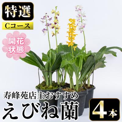 ふるさと納税 いちき串木野市 [個数限定]&lt;3月末まで受付 &gt;寿峰苑特選えびね蘭店主おすすめ開花済Cコース