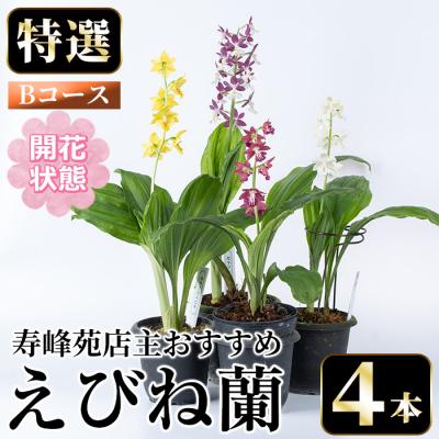 ふるさと納税 いちき串木野市 [個数限定]&lt;3月末まで受付 &gt;寿峰苑特選えびね蘭店主おすすめ開花済Bコース