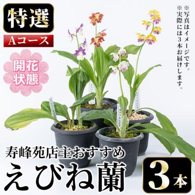 ふるさと納税 いちき串木野市 [個数限定]&lt;3月末まで受付 &gt;寿峰苑特選えびね蘭店主おすすめ開花済Aコース