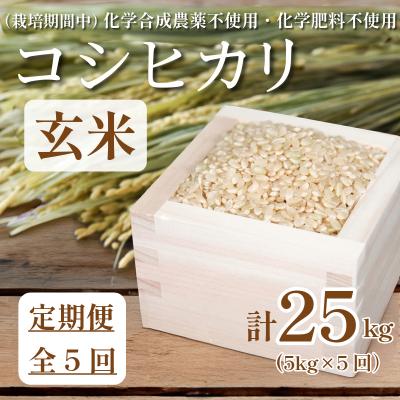 ふるさと納税 小松島市 [令和7年産] 玄米 定期便 5回 米 コシヒカリ 計25kg 5kg × 5回 お米 おこめ
