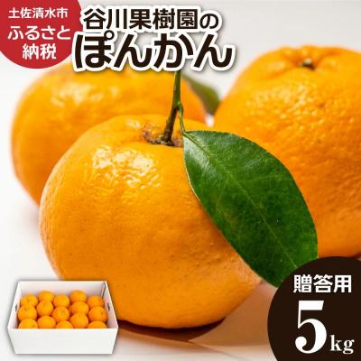 ふるさと納税 土佐清水市 令和8年1月発送 デコポンの親 ぽんかん5kg 谷川果樹園 柑橘 果物 フルーツ [R01143]