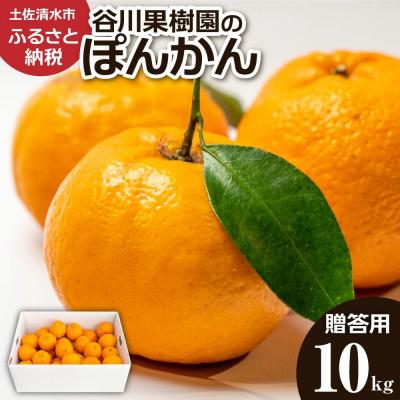 ふるさと納税 土佐清水市 令和8年1月発送 デコポンの親 ぽんかん10kg 谷川果樹園 柑橘 果物[R01144]