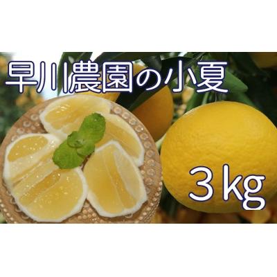 ふるさと納税 土佐清水市 [令和8年発送] 早川農園の足摺小夏 3kg 日向夏 みかん 柑橘 [R00191]