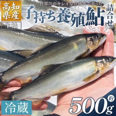 ふるさと納税 香南市 [冷蔵]子持ち鮎 500g 生鮎 高知県産 物部川のキレイな伏流水で育った 養殖鮎 kt-0004