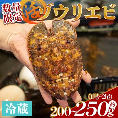 ふるさと納税 香南市 [先行受付]活 ゾウリエビ 計250g(1尾〜2尾) 海老 eb-0032