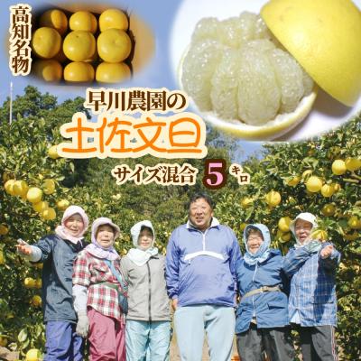 ふるさと納税 土佐清水市 [令和9年2月中旬]<訳あり>早川農園の土佐文旦(5kg) 柑橘 みかん 家庭用[R01372]