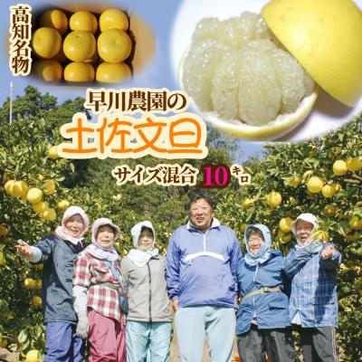 ふるさと納税 土佐清水市 [令和9年2月中旬]早川農園の土佐文旦(10kg) 柑橘 フルーツ みかん [R00579]
