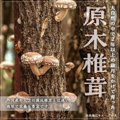 ふるさと納税 曽於市 ギフト用 乾しいたけ (80g)_1