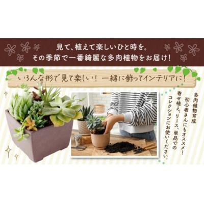ふるさと納税 室戸市 多肉植物の小苗30本セット(30種アソート)_sh016