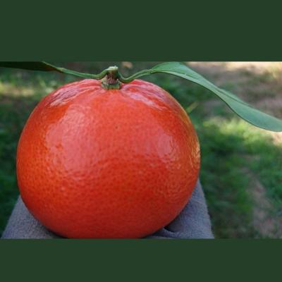 ふるさと納税 太良町 新宮みかん園 みはや 4kg(S~2L)