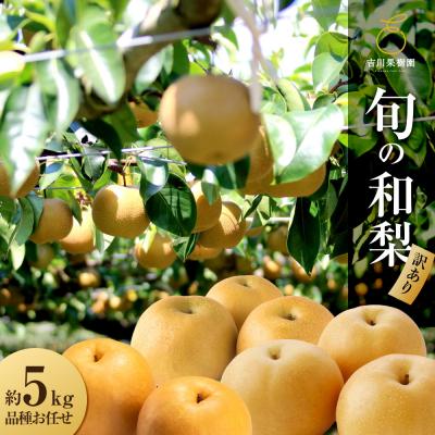 ふるさと納税 角田市 先行予約(2026年発送分)][訳あり]旬の和梨 約5kg[吉川果樹園]|梨 ナシ こだわりの梨 フ