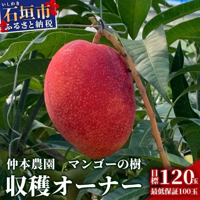 ふるさと納税 石垣市 [限定1名様]「マンゴーの樹」収穫オーナー 権利(1年間) マンゴー 120玉(目標値)