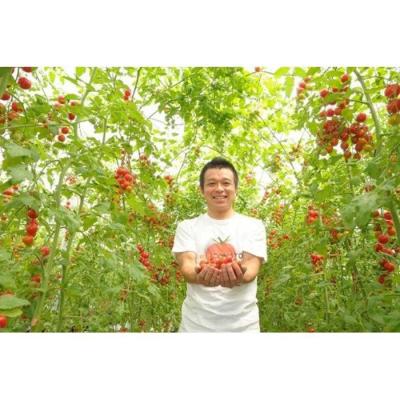 ふるさと納税 名古屋市 飯田農園 幻のトマト 高糖度miuトマトジュース【赤】15本セット_3