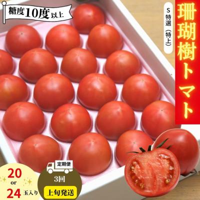 ふるさと納税 小松島市 珊瑚樹 トマト S特選 定期便 1kg×3回 計3kg 2026年3月上旬から発送 先行予約